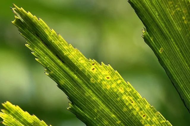  alt=