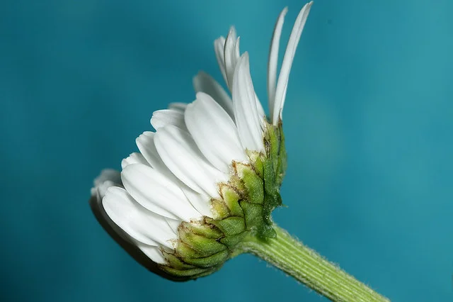  alt=