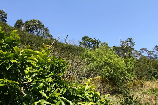20110206-100-w960.jpg