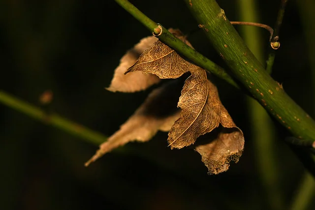 20081115C-114-960