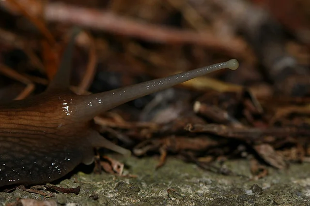 20081115C-011-960