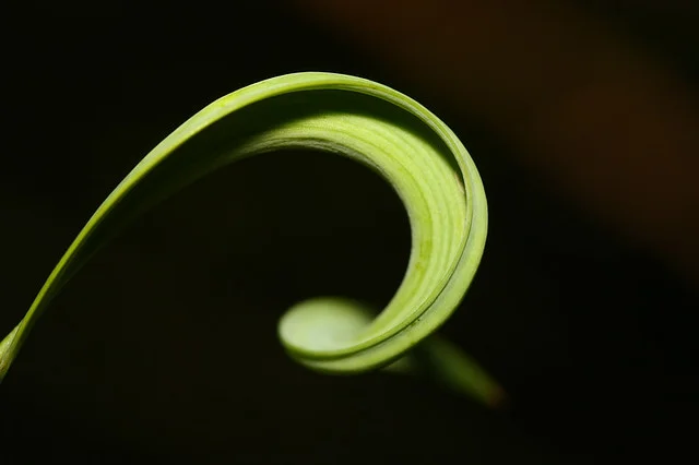 20081115C-097-960