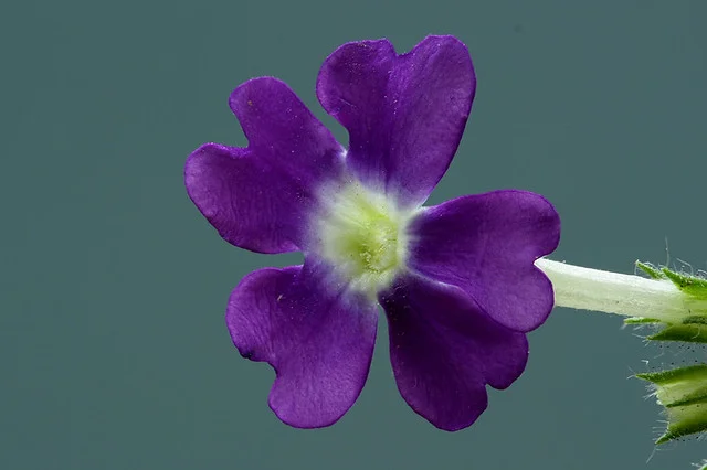  alt=
