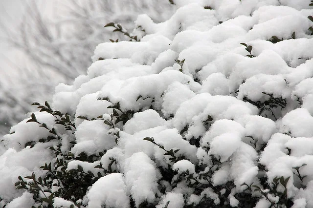 20110120-092-w960.jpg