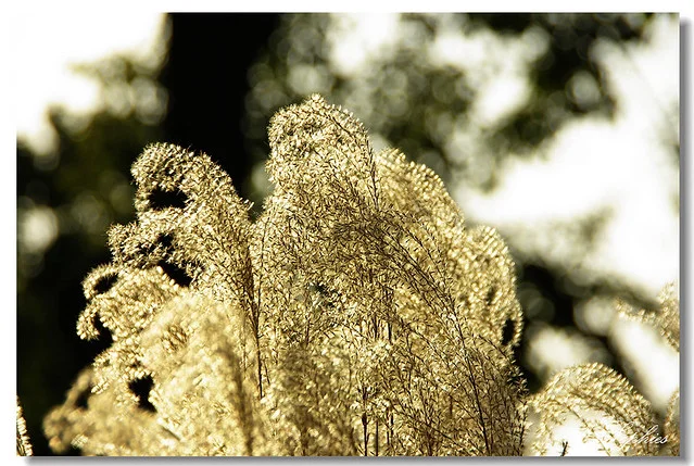 20071230P2-111_f-w960.jpg