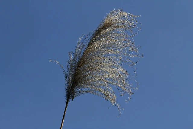 20110206-003-w960.jpg