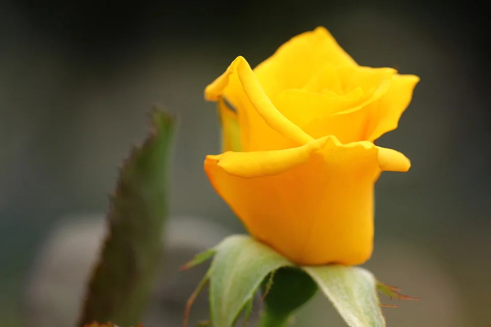 20111126-157-w960.jpg