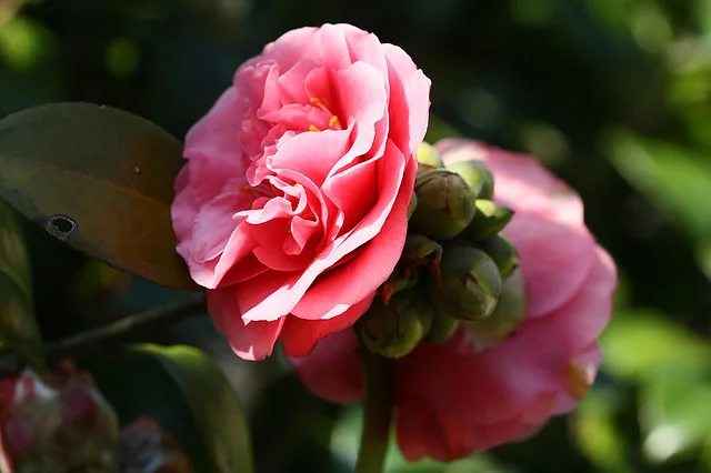 20110206-079-w960.jpg
