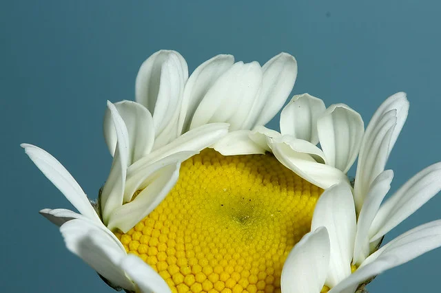  alt=
