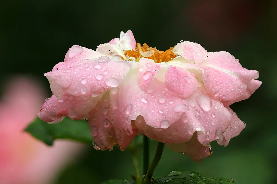 20111119-005-960.jpg
