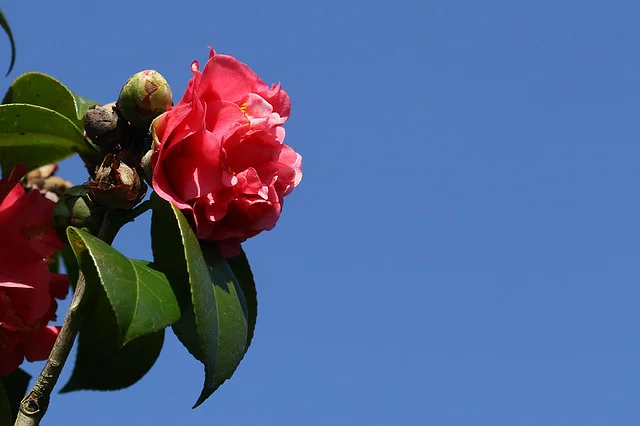 20110206-090-w960.jpg