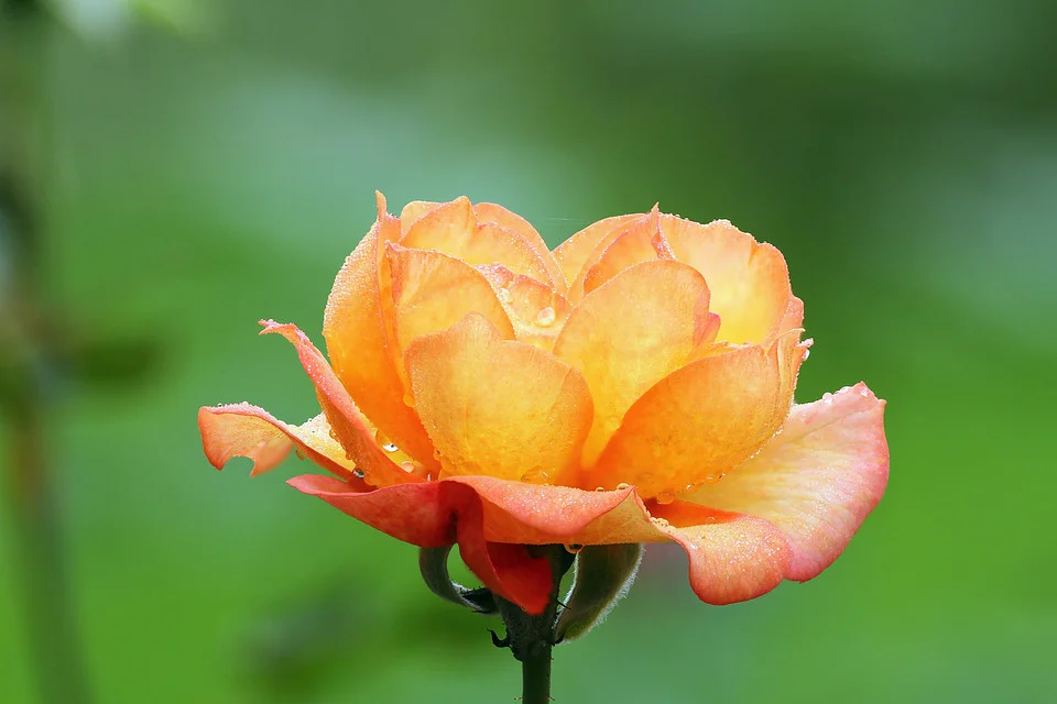 20111119-009-960.jpg
