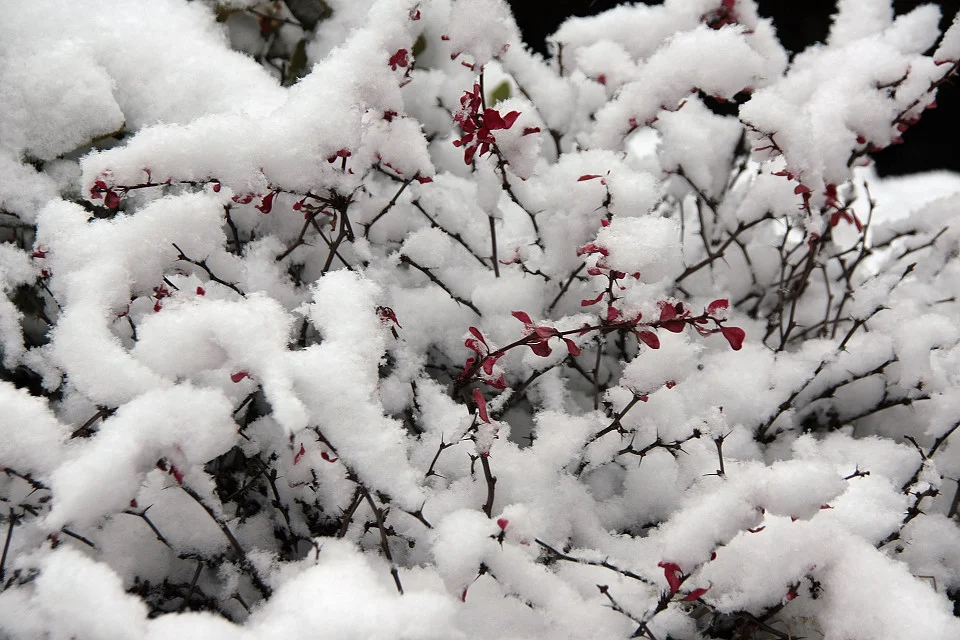 20111120-031-w960.jpg