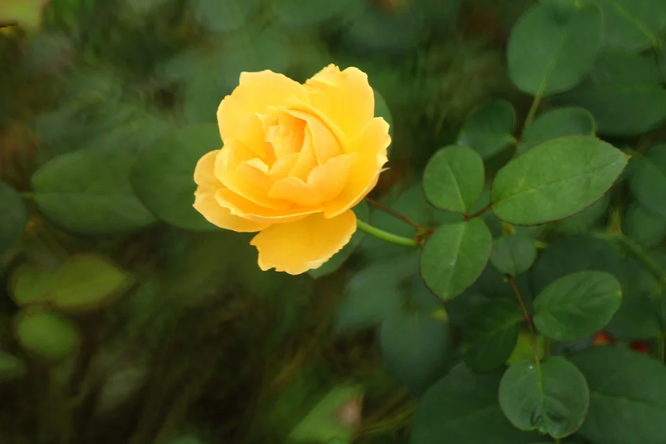 20111126-128-w960.jpg