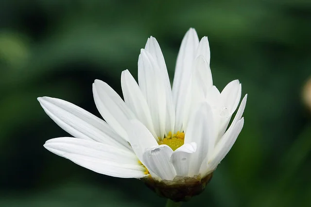  alt=