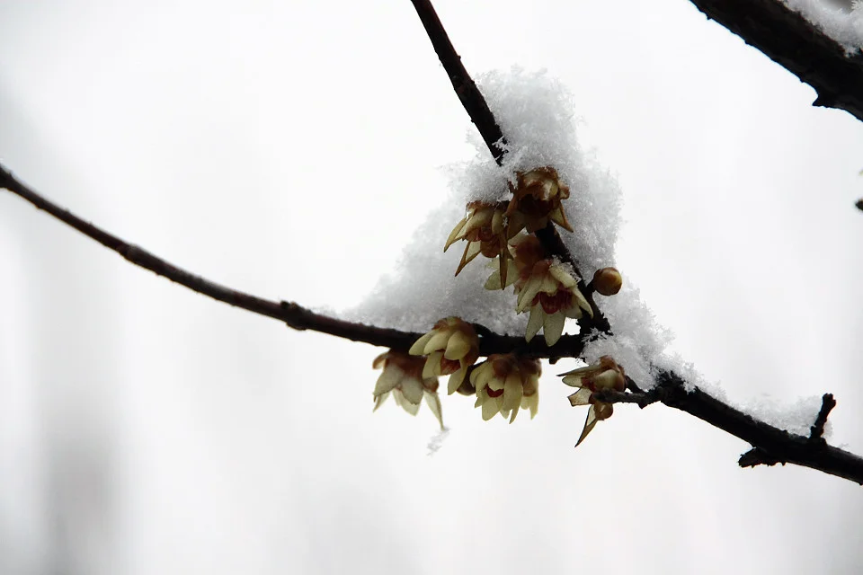 20111120-017-w960.jpg